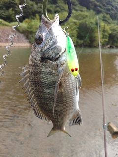 ミナミクロダイの釣果