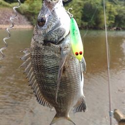 ミナミクロダイ