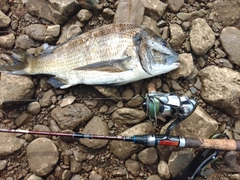 ミナミクロダイの釣果