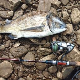 ミナミクロダイ