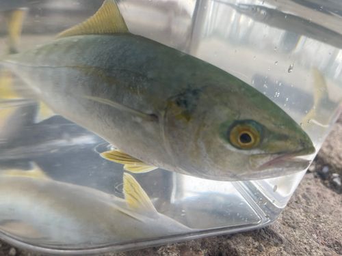 ワカシの釣果