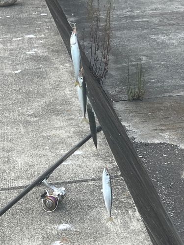 ゴマサバの釣果