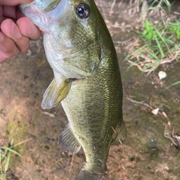 ラージマウスバス