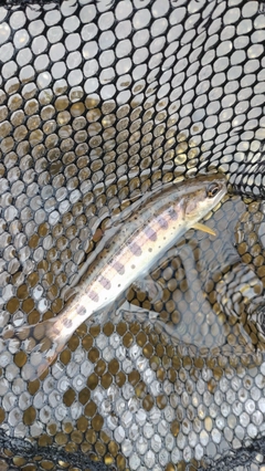 ヤマメの釣果