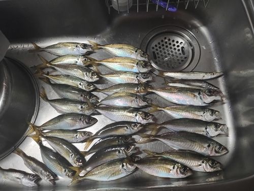アジの釣果
