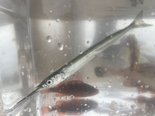 サヨリの釣果