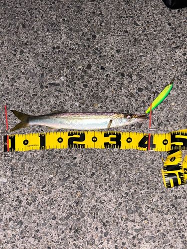カマスの釣果