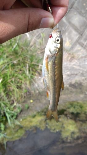 ウグイの釣果