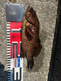 ノミノクチの釣果