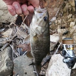 スモールマウスバス