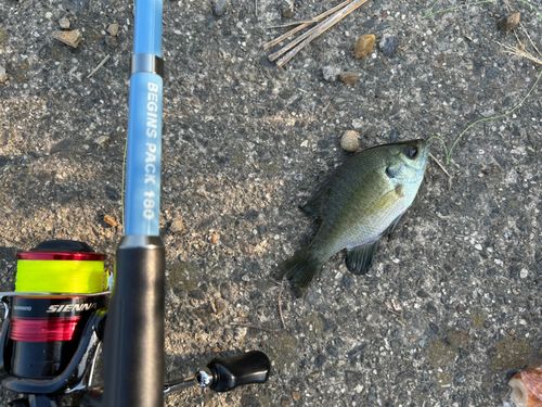 ブルーギルの釣果