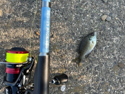 ブルーギルの釣果