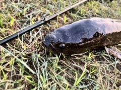 ライギョの釣果