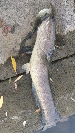 ライギョの釣果