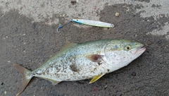 フクラギの釣果