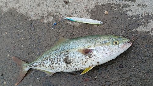 フクラギの釣果