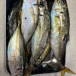 アジ