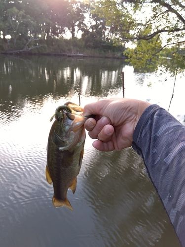 ラージマウスバスの釣果