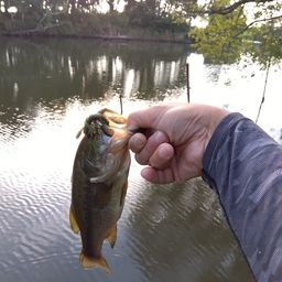 ラージマウスバス