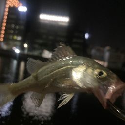 シーバス