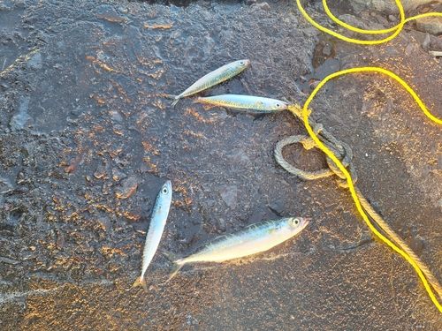 サバの釣果