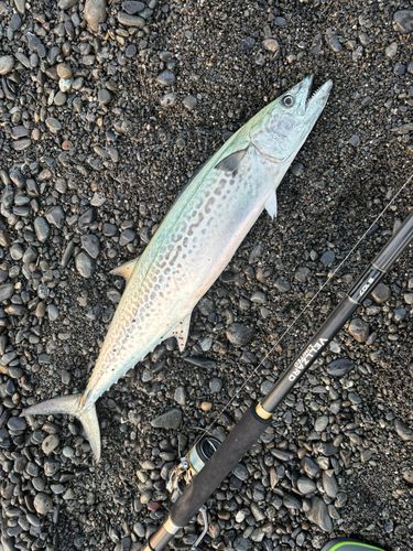 サワラの釣果