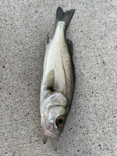 フッコ（マルスズキ）の釣果