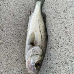 フッコ(マルスズキ)