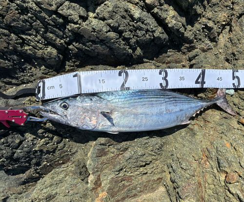 ハガツオの釣果