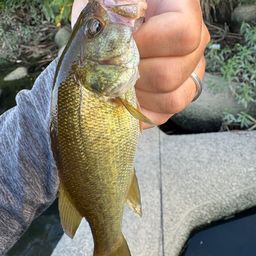 ラージマウスバス