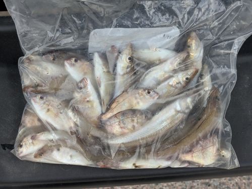 キスの釣果