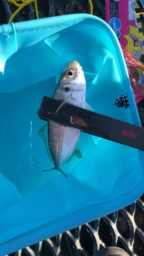 マアジの釣果