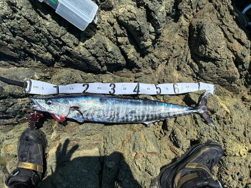 カマスサワラの釣果
