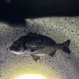 チヌ