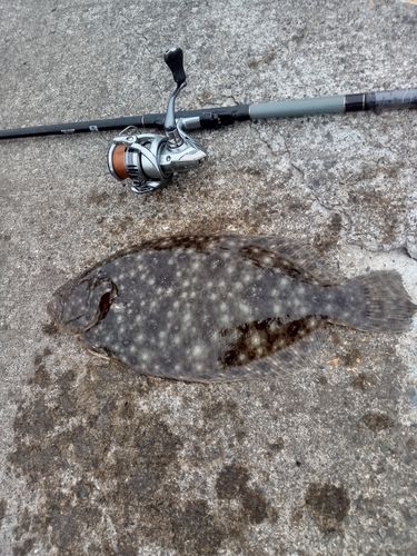 ガンゾウビラメの釣果