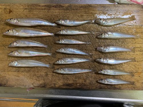 キスの釣果