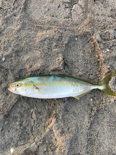ワカシの釣果