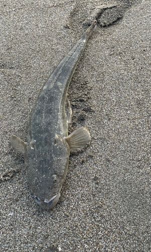 マゴチの釣果