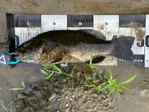 スモールマウスバスの釣果