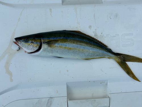 ツムブリの釣果
