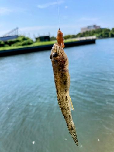ハゼの釣果