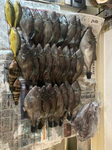 カワハギの釣果
