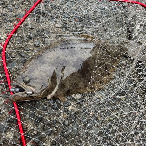 ヒラメの釣果