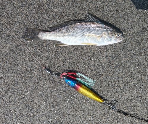 ニベの釣果