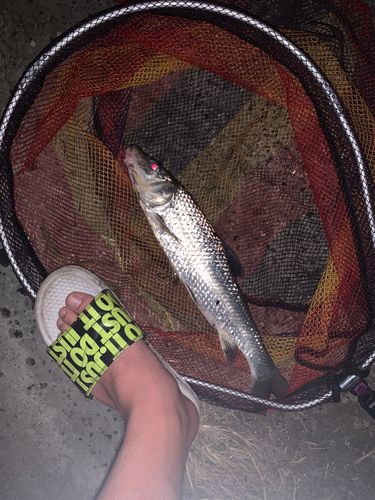 釣果