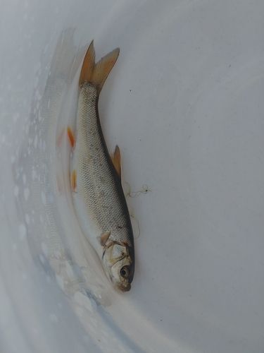 ウグイの釣果