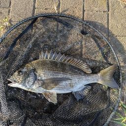 クロダイ