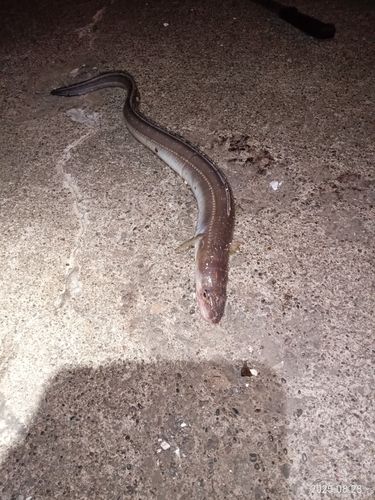 ハモの釣果