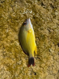 オキフエダイの釣果