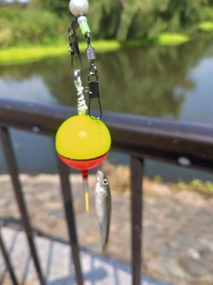 クチボソの釣果
